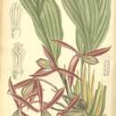 Image of Orchidantha maxillarioides (Ridl.) K. Schum.