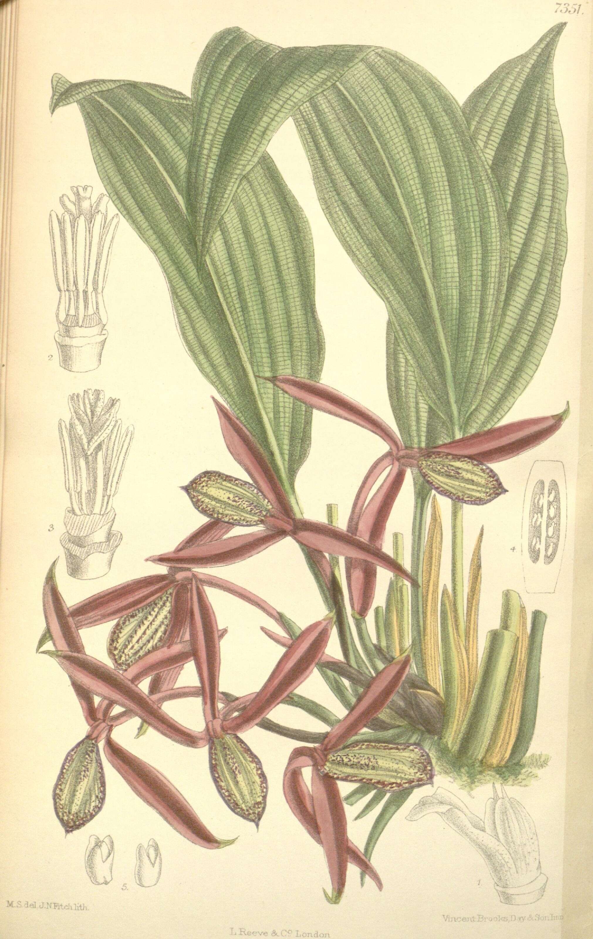 Image of Lowiaceae
