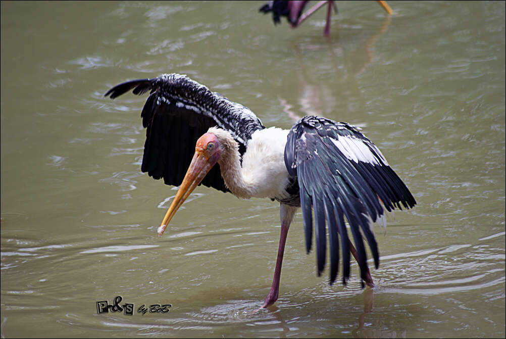 Image of Painted Stork