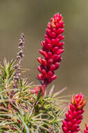 Richea resmi