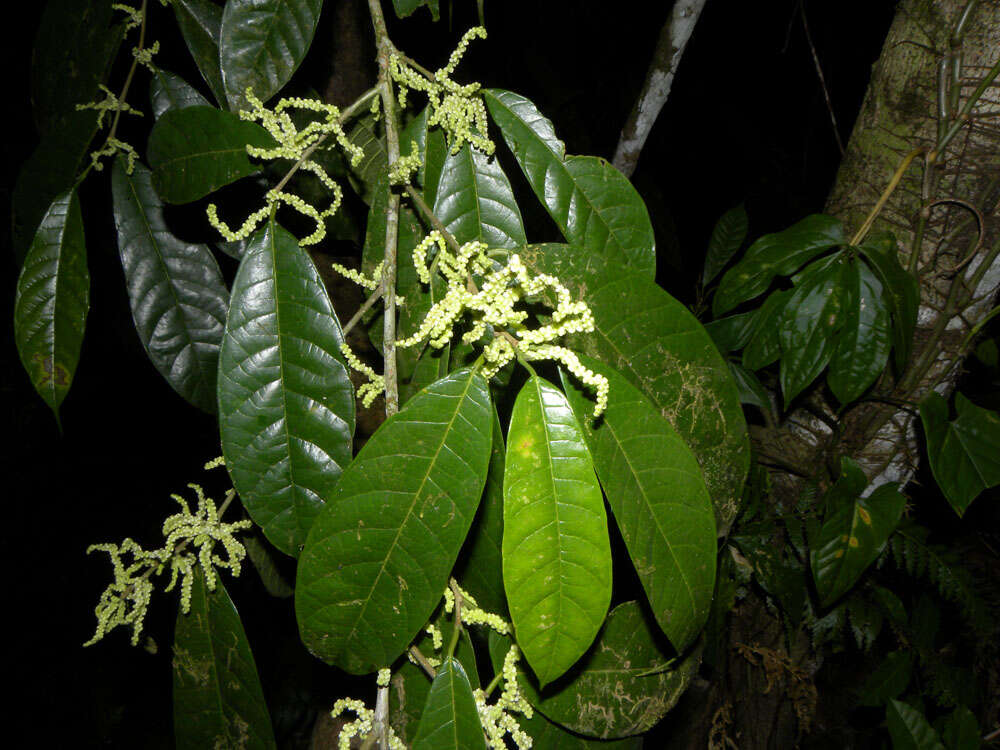 Image of Pubescent Sorocea (tree)