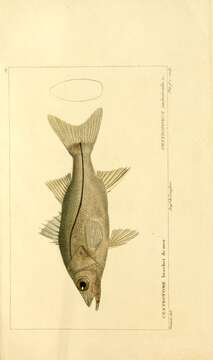 Image of Common Snook