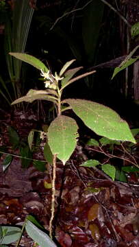 Image of Solanum polytrichum Moric.