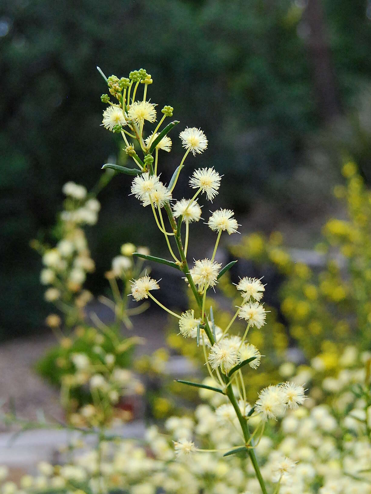 Image of early wattle