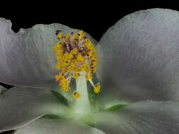 Image of Chaparral bushmallow