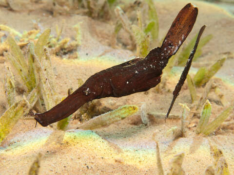 Image of green ghost pipefish