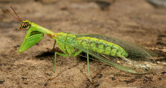 Image of Green Mantisfly