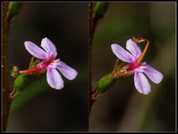 Image of Grass Triggerplant