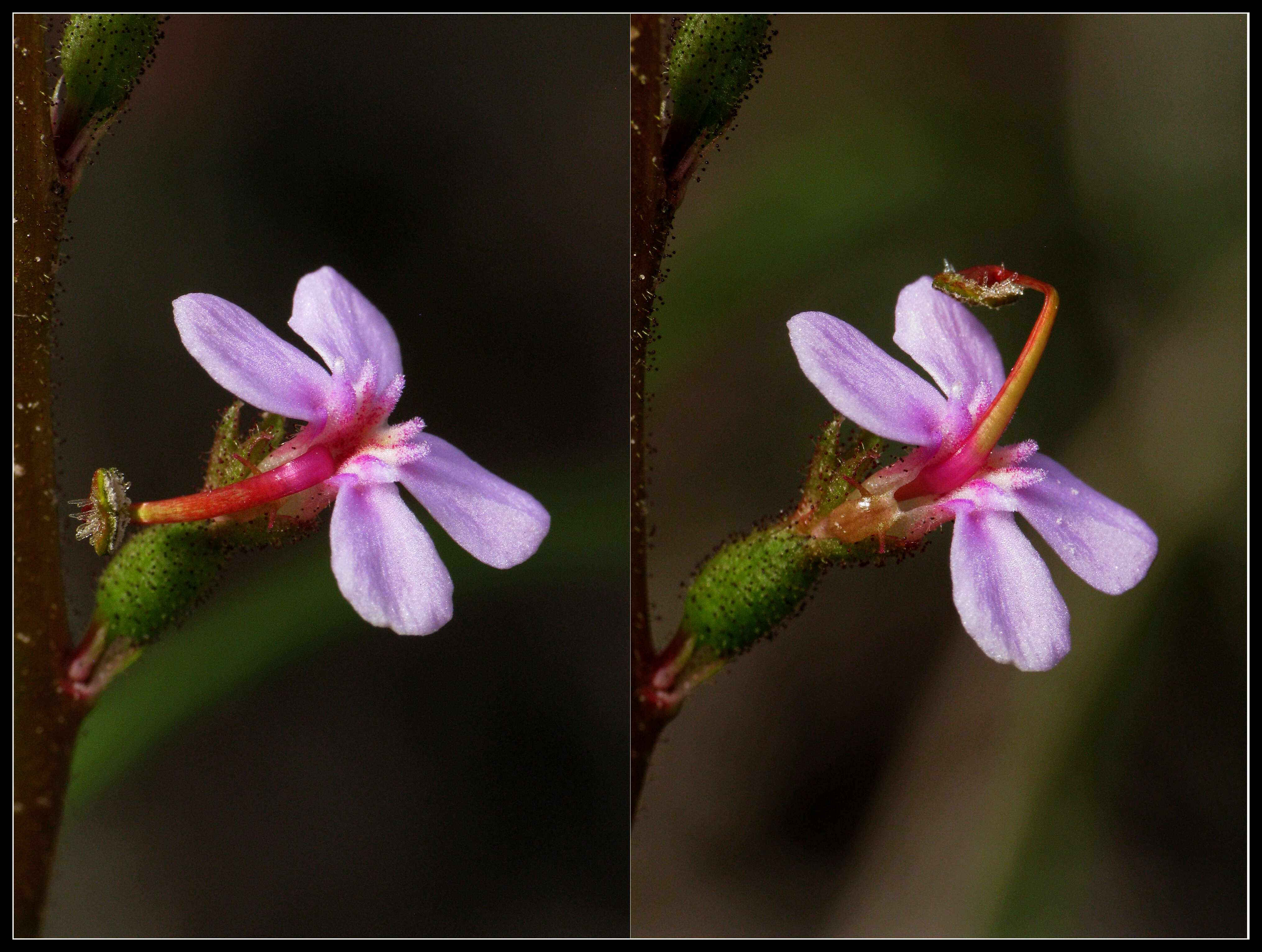 Image de Stylidium graminifolium Sw. ex Willd.