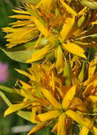 Image of Gentiana lutea subsp. lutea