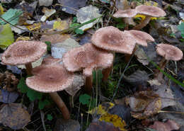 Image de Tricholoma vaccinum (Schaeff.) P. Kumm. 1871