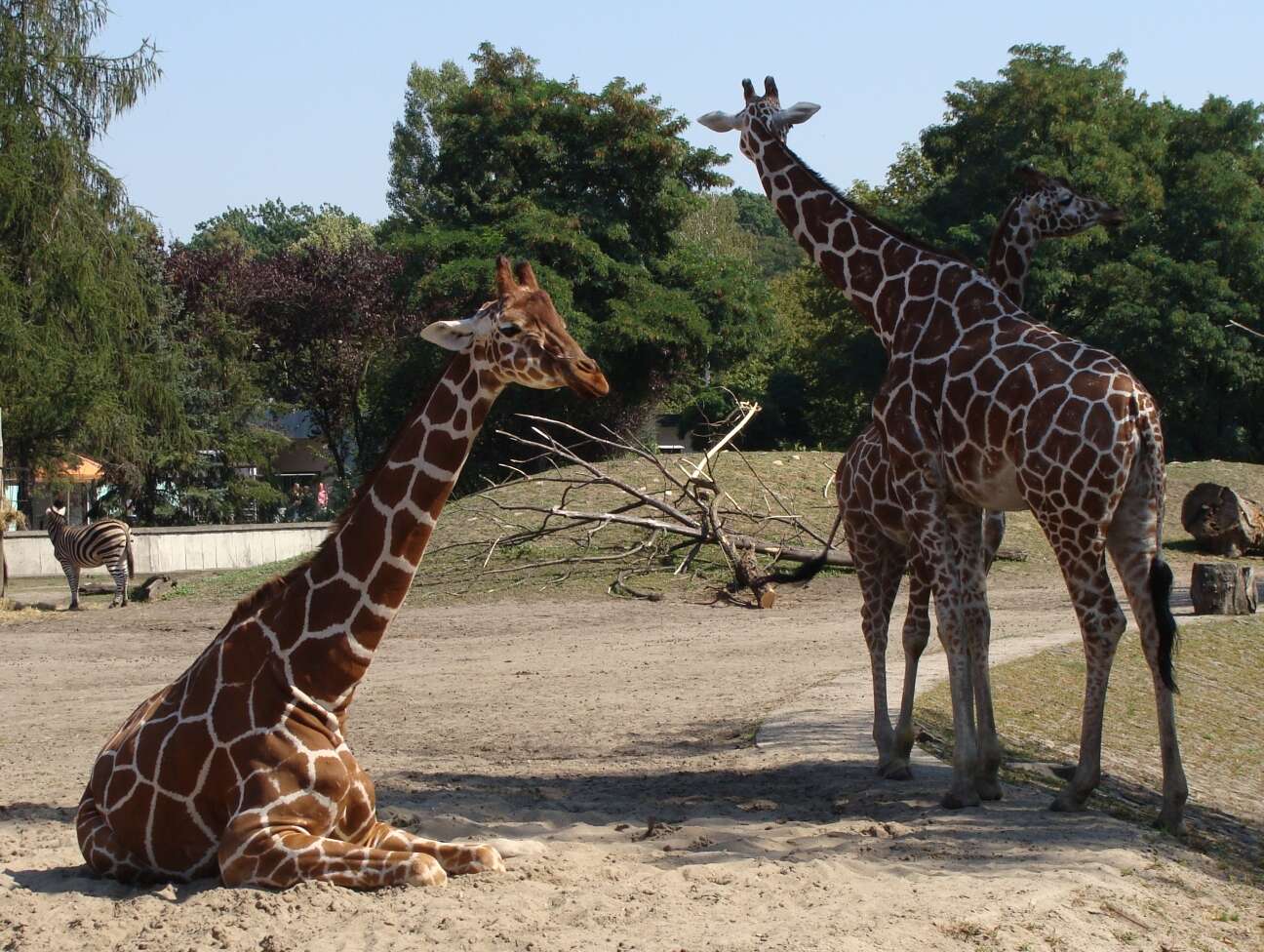 Plancia ëd Giraffa camelopardalis (Linnaeus 1758)