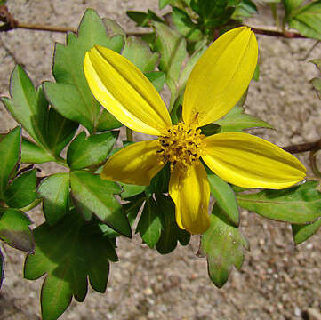 Image of Bidens ostruthioides (DC.) Sch. Bip.