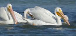 Image of pelicans