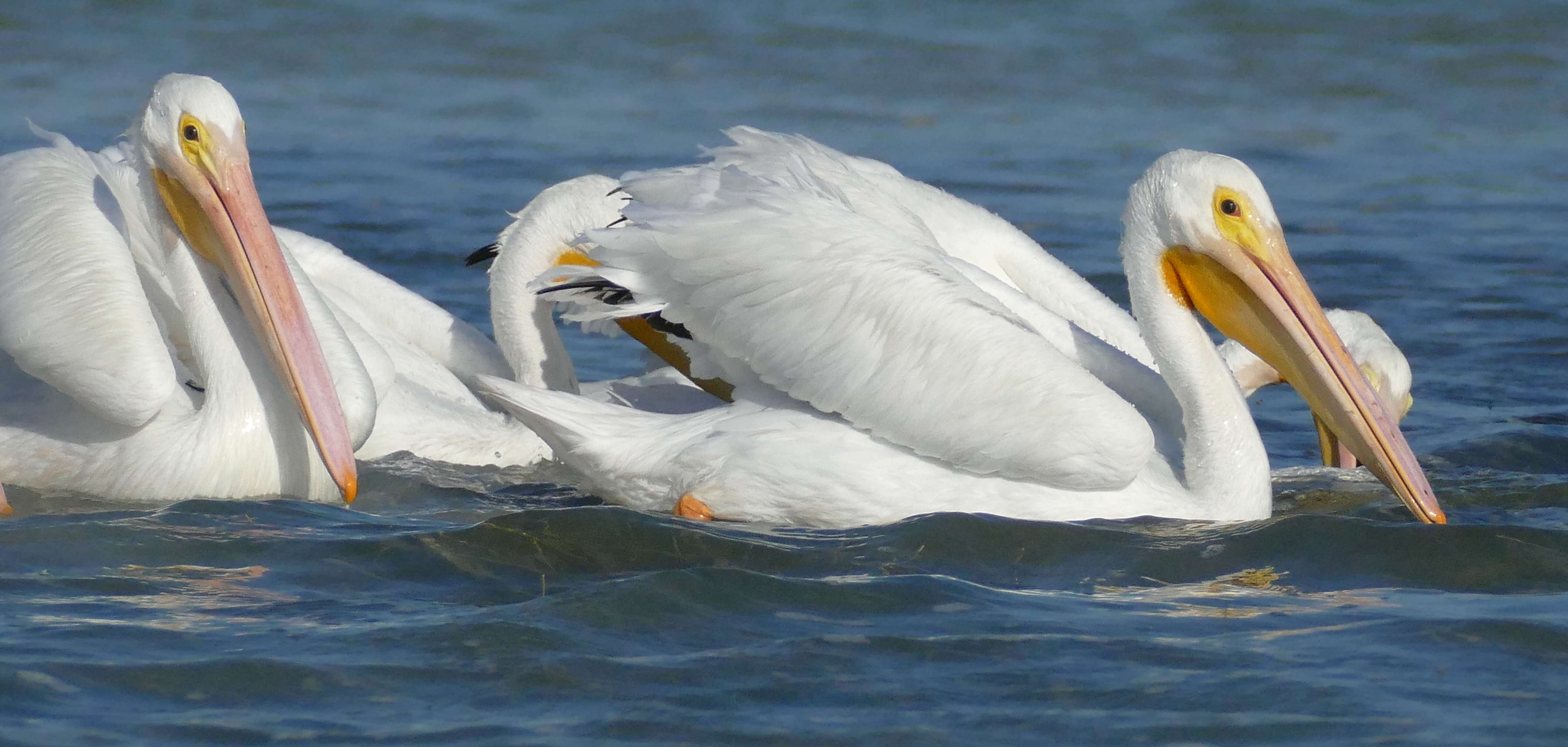 Image of pelicans