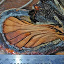 Image of Pterygota amazonica L. O. Williams