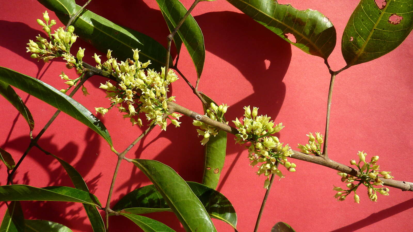 Image of Protium heptaphyllum (Aubl.) March.