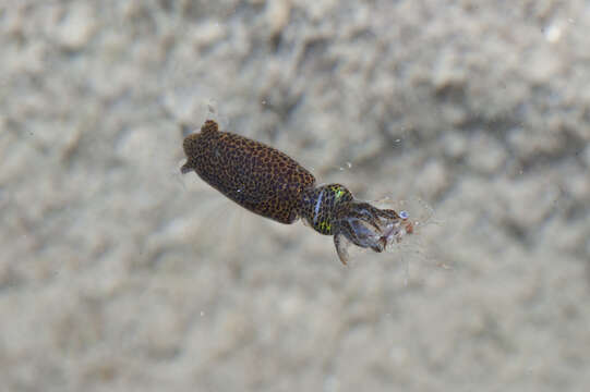 Image of pygmy squid