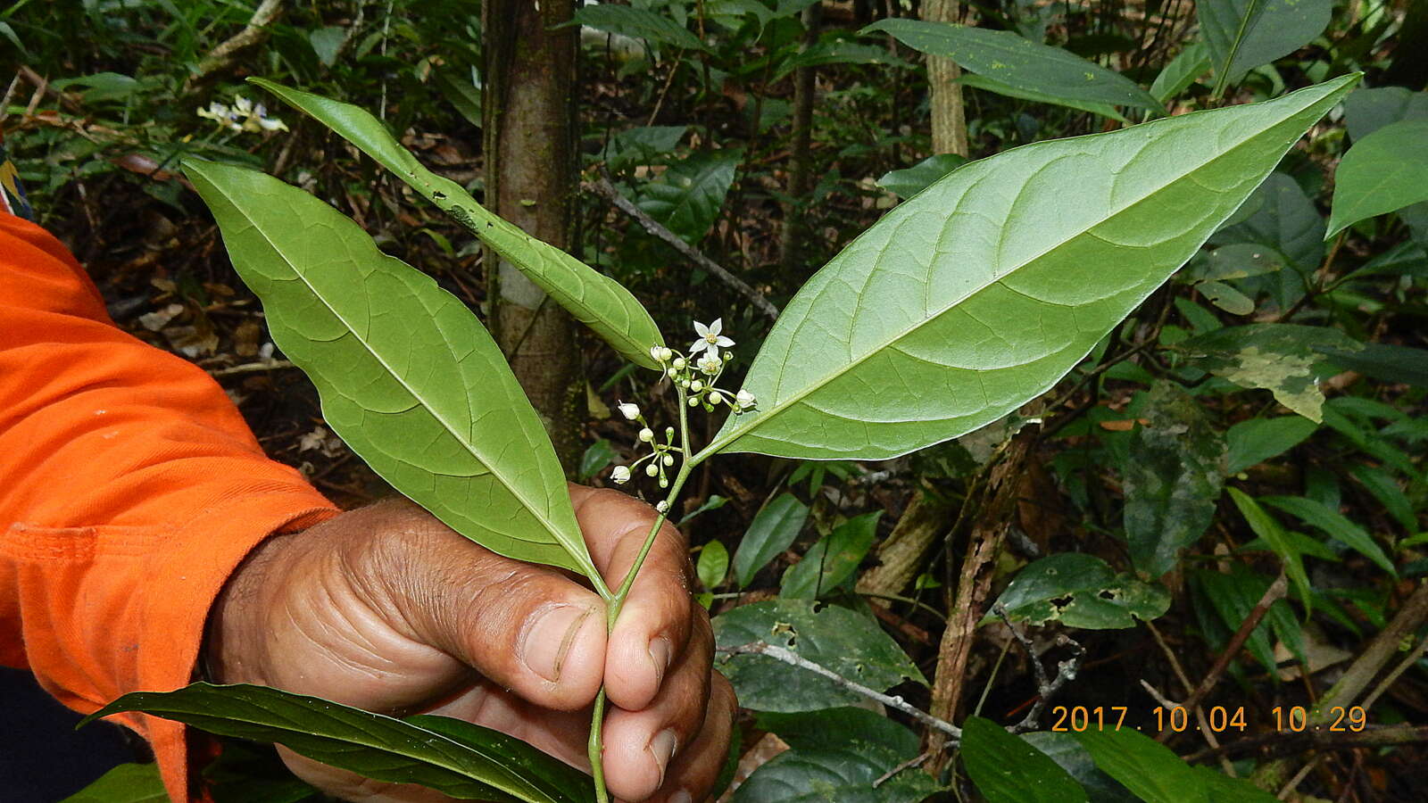 Image of Solanum bahianum S. Knapp