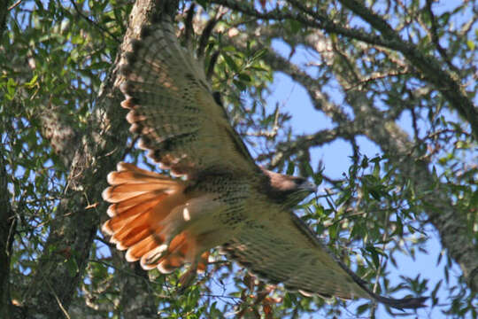 Image of Buteo Lacépède 1799