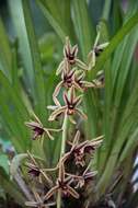 Слика од чамчеста орхидеја