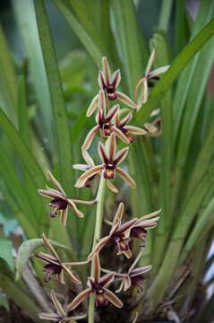 Слика од Cymbidium aloifolium (L.) Sw.