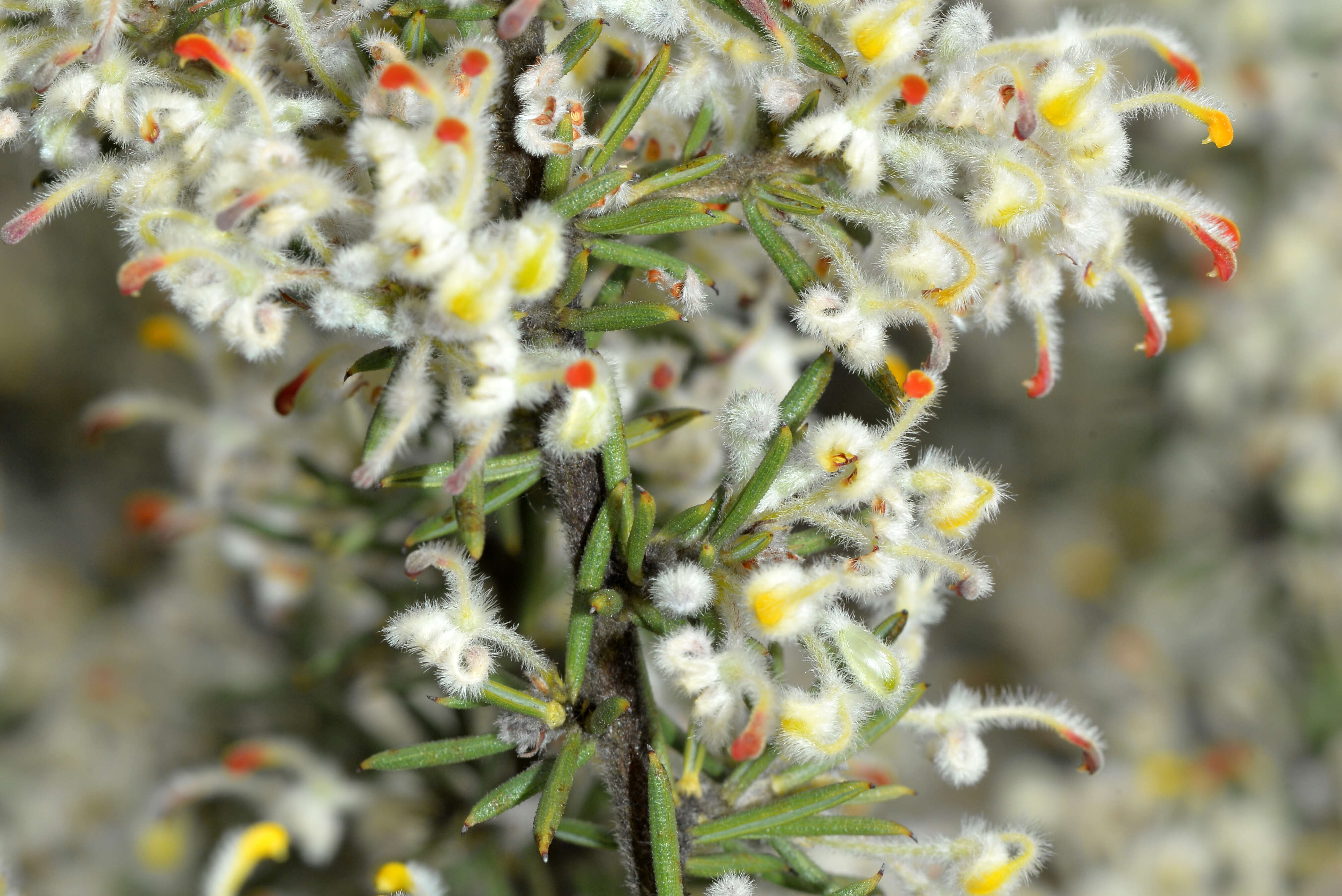 Image of Grevillea uncinulata Diels ex Diels & Pritz.