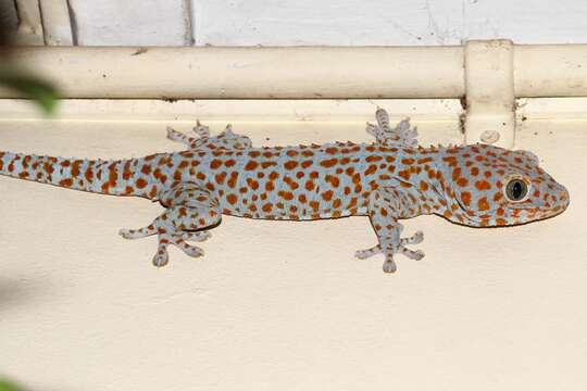 صورة Gekko gecko (Linnaeus 1758)