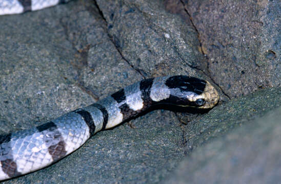 Image of Banded sea krait