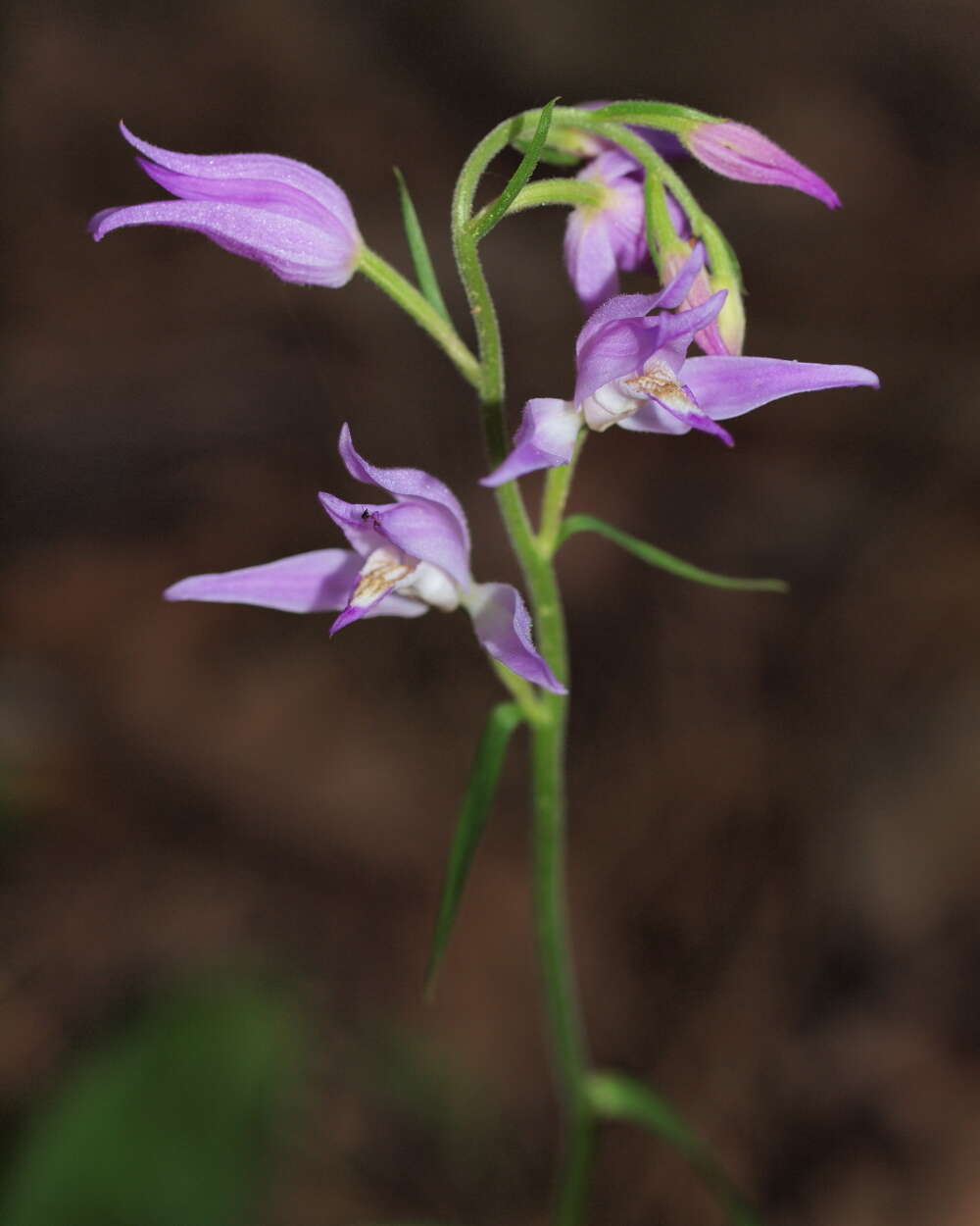 Слика од Cephalanthera