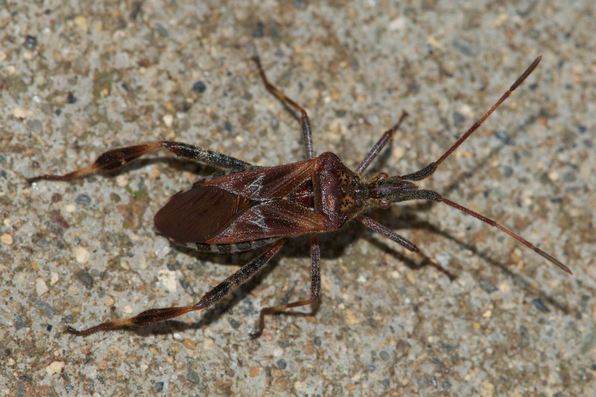 Imagem de Leptoglossus occidentalis Heidemann 1910