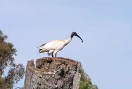 Image of Threskiornis Gray & GR 1842