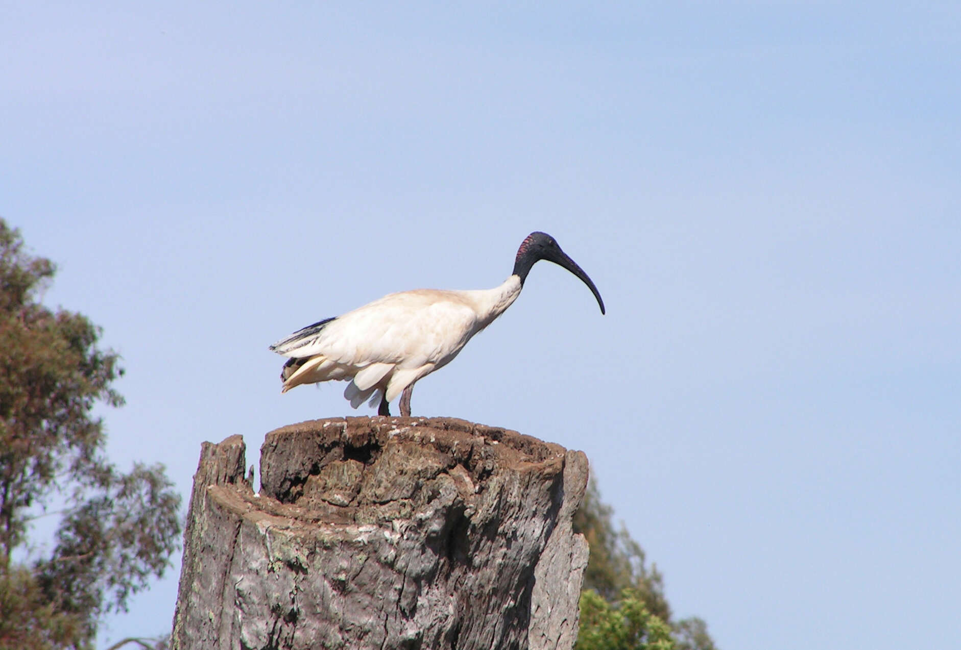 Threskiornis molucca (Cuvier 1829) resmi