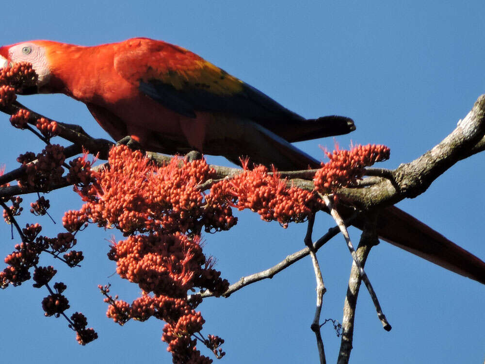 Image of Scarlet Macaw