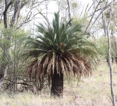 Image de Macrozamia moorei F. Muell.