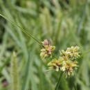 Image of tropical flatsedge