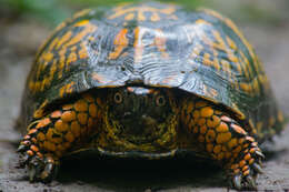 Image of box turtle