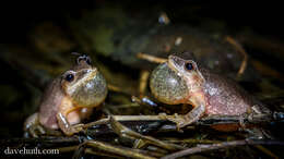 Image of Spring Peeper