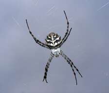 Image of Argiope lobata (Pallas 1772)