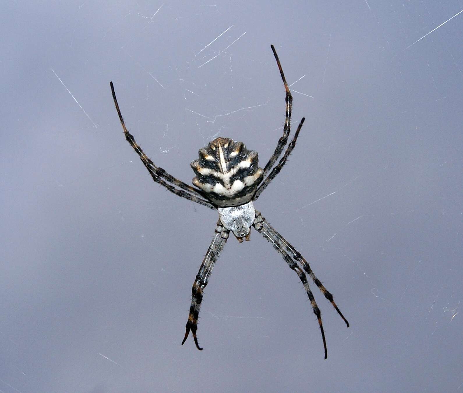 Image of Argiope lobata (Pallas 1772)