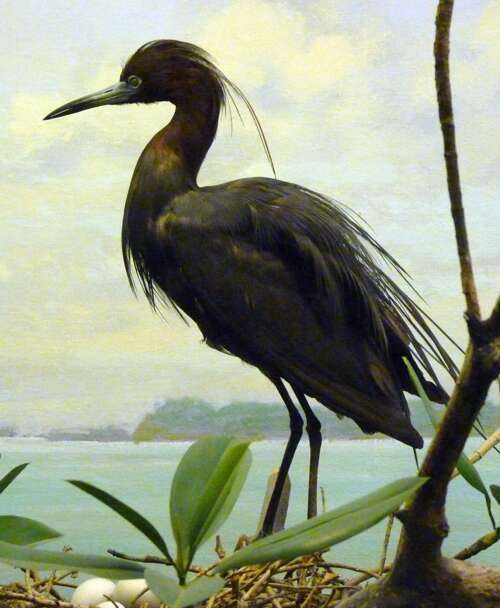 Image of Egretta Forster & T 1817