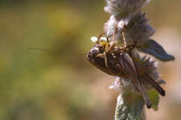 Image de Pholidoptera femorata (Fieber 1853)