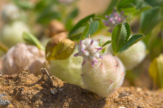 Image de Trifolium tomentosum L.