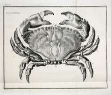 Imagem de Cancridae Latreille 1802