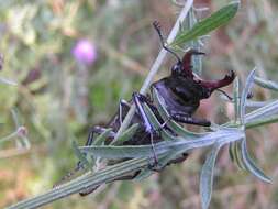 Image of stag beetles