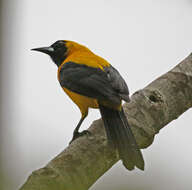 Image of Yellow-backed Oriole