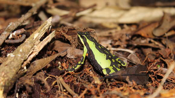 Image of harlequin frogs