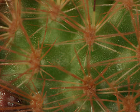 Image of Rebutia deminuta (F. A. C. Weber) Britton & Rose