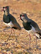 Image of Lapwing