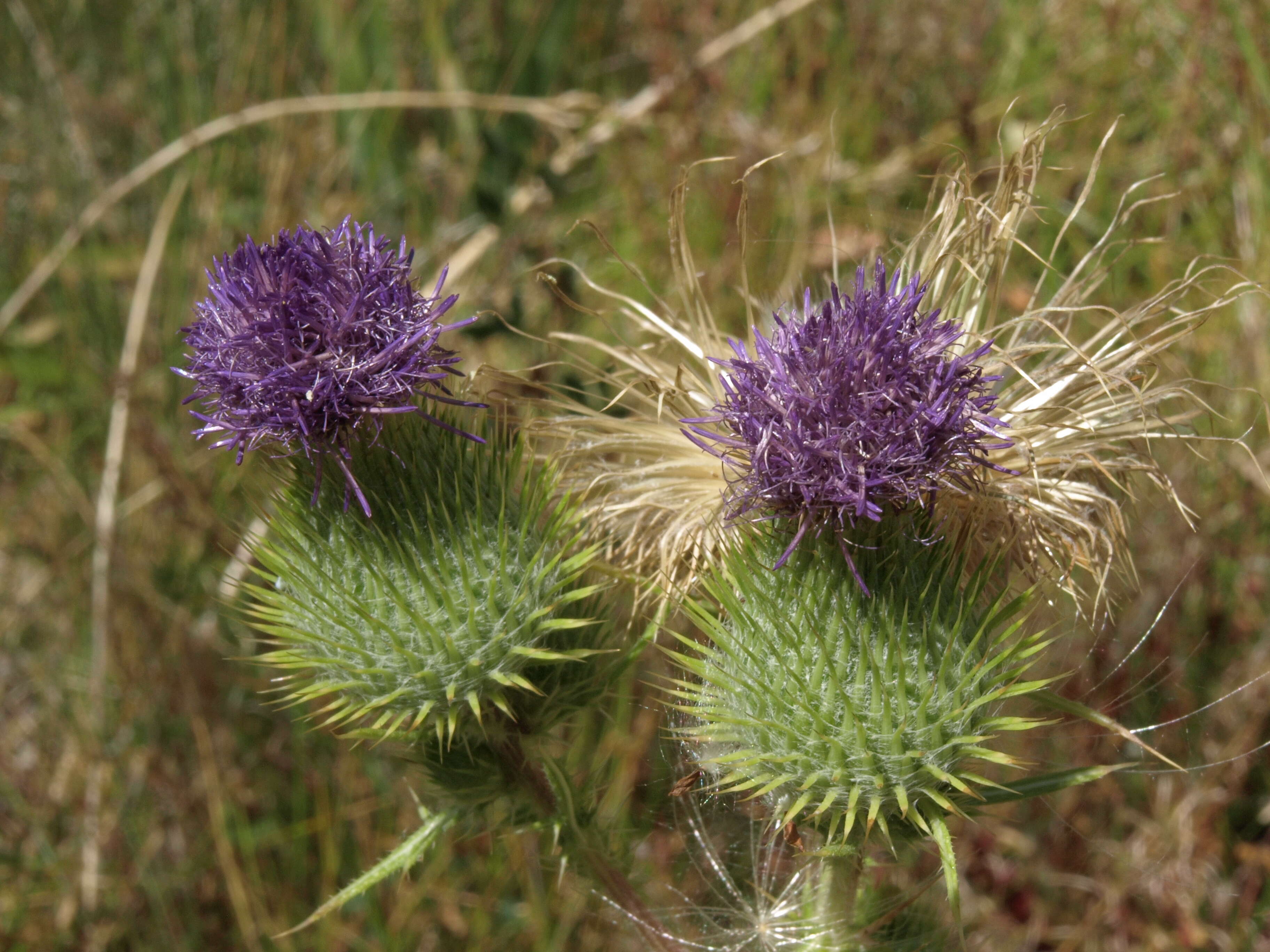 Image of thistle